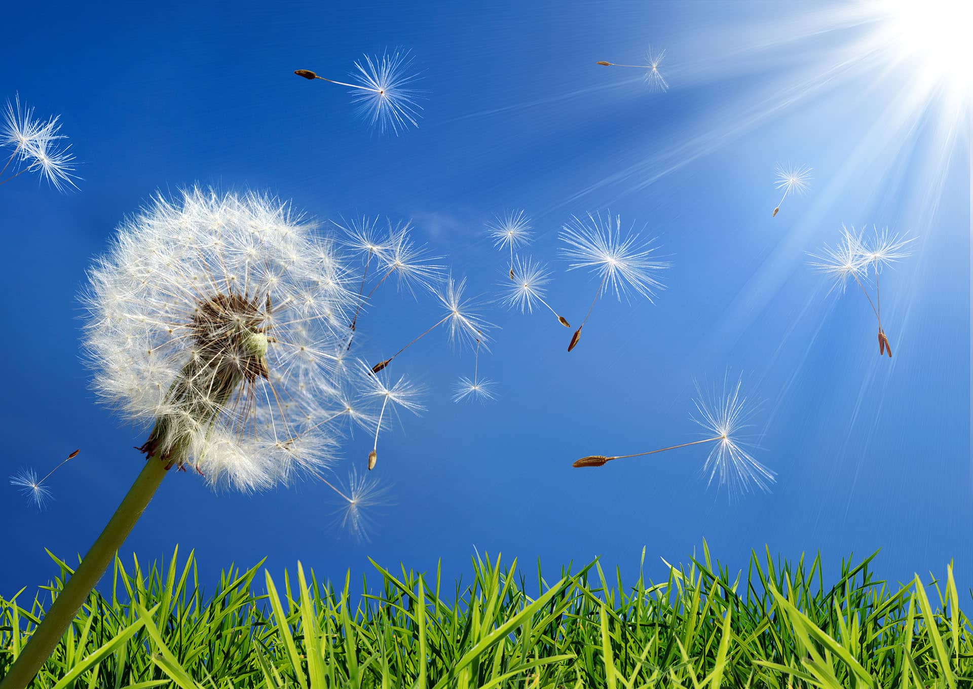 a dandelion blows in the wind, spreads allergies