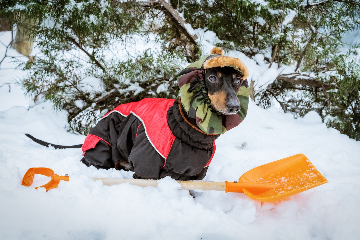 An adorable dog sits near a snow shovel as snow falls around him