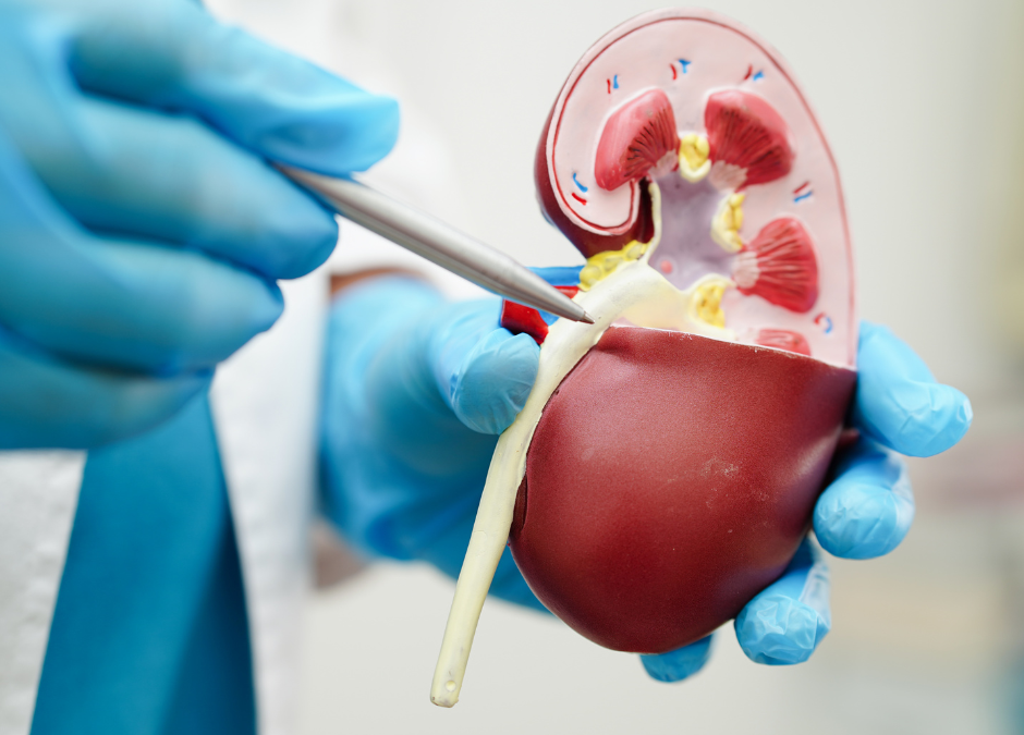 Understanding the Difference Between UTIs and Kidney Stones